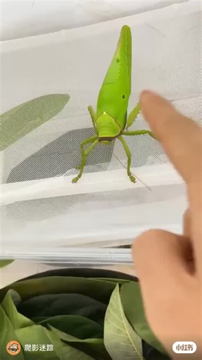 Fics and Fables on Instagram: "will we ever defeat a green bug in unarmed combat?? for many years we belived this was not possible… but one man believes otherwise. meet will dustice, a former navy seal and a pioneer of what he calls “bugjutsu,” a novel martial art designed specifically for hand-to-leg combat against green bug spetuments. in this clip, we can see one of dustice’s proteges locked in combat with a simulated apprentice-class green bug sorcerer. watch how his lightning-fast open-palm