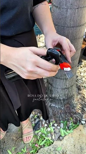 Enxertia passo a passo 🌱✂️