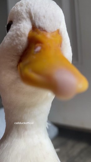 Callduckofficial on TikTok