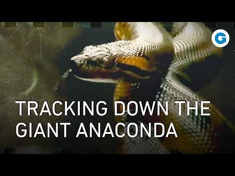 How we found a Giant Anaconda in Guyana | Wildlife Documentary