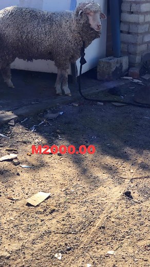 #ship #mutton #Lesotho #animals | Rasel 007