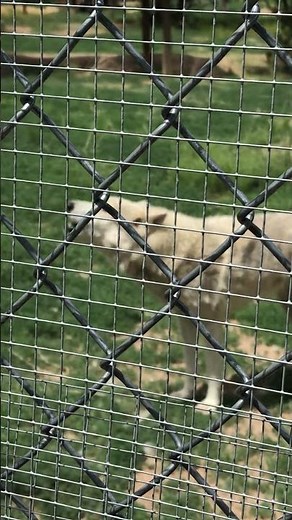 Terrifying Moment a RARE Wolf Barks and Attacks #CaughtOnCamera #AnimalAttack #wolf