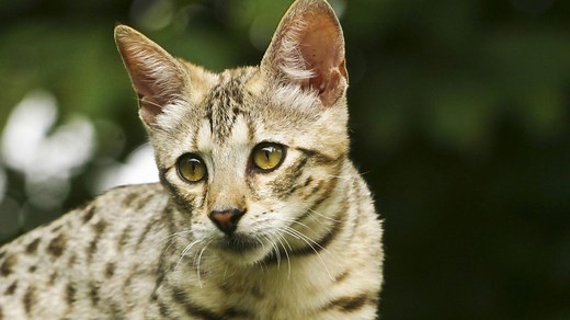 "Er ist ein Monster" – Kater Fenrir ist die größte Hauskatze der Welt