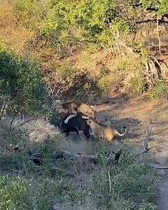 13K views · 211 reactions | The legend on the hunt! Hairy belly Matimba one of the oldest lions with the longest of histories surrounded by war. Showing us all that age is just a number. Watch him take down this buffalo which is no easy feat; what a beast! Ulusaba- Sir Richard Branson's Private Game Reserve Clip credit: IG: Tomo.wild Kruger National Park, South Africa  | Lion sightings | Facebook