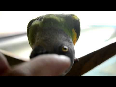 African senegal parrot talking