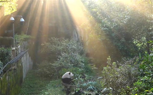 pandapia直播录屏：伦伦一家