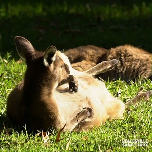 Sunday morning goals. 😍 | Zoos Victoria