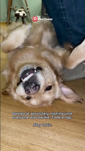 Why Does My Dog Bark at Nothing?