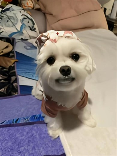 Heyyy frens, it’s me, your favorite lil fluff queen, Hopey B 👑🐾 Just popping in to remind you that yes, I did wake up cute… yes, I do run this house… and no, Crazy Mommy still can’t keep up with my level of fabulous today. ✨💅 So if you needed a sign to sparkle, snack, and strut like you own the day… this is it. You’re welcome. 😘🌈 Now excuse me while I go wiggle for treats.” 🍪💜 #LilHopeyB #SassyPupLife #PawsitiveVibesOnly #CrazyMommyChronicles #FluffQueen ©️ Lil Hopey B 2025 – All Rights R