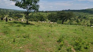 Hello Africa, This new year 2026, can be your break through! learn from real farm cases on our youtube: https://www.youtube.com/@menigtefarmslimited1147 | Menigte Farms Ltd