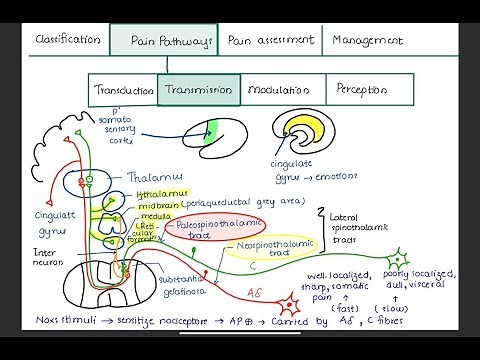 PAIN // Introduction to Pain // Classification, Pain Pathways, Pain Assessment