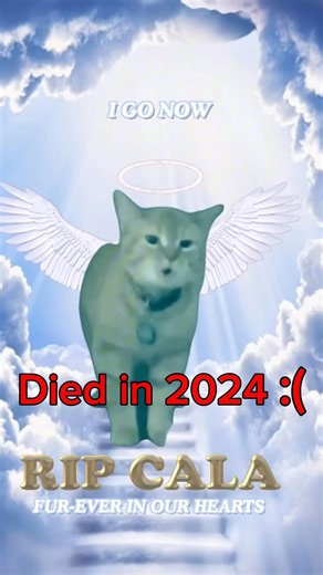 The Most Legendary Cat Memes (Then Vs Now) 😭💔