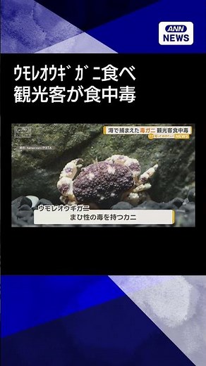 【ウモレオウギガニ】海で捕まえた毒ガニ食べ…観光客が食中毒 沖縄 #shorts