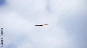 Golden Eagle gliding in the sky on a cloudy day flapping wings in slow motion. Stock Video