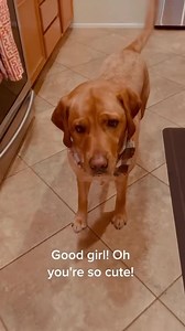 526K views · 7.3K reactions | Kitchen helper! | The Chatty Lab | Facebook