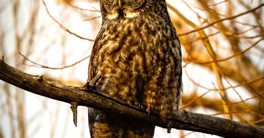 After great gray owl dies in vehicle collision, wildlife advocates push for better awareness