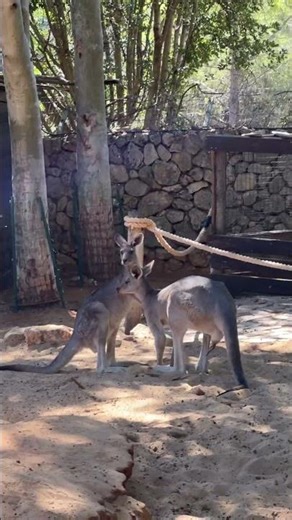 When Mr. Kangaroo Tries to Impress His Crush ❤️ #Kangaroo #WildlifeLove #AnimalBehavior #NatureReels