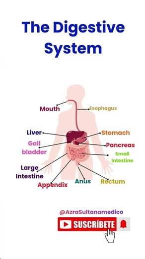 Master the Digestive System Diagram in One Video!#shorts
