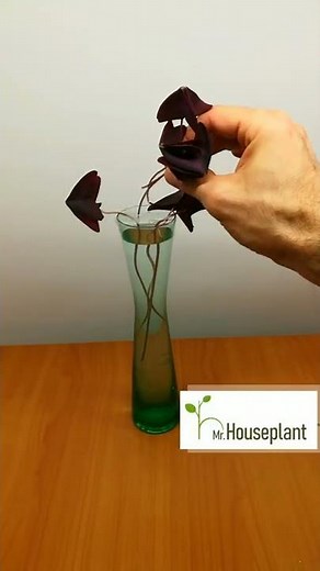 Oxalis Plant Propagation (The Best How-to Guide)