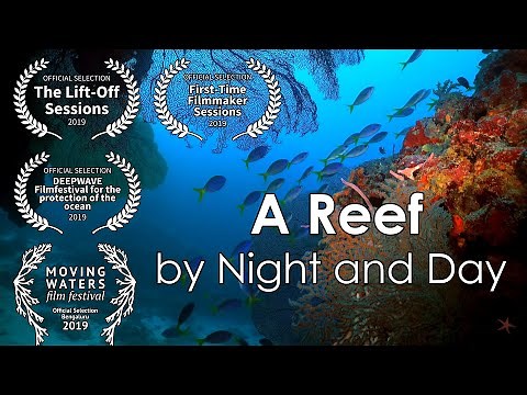 A Reef by Night and Day - Short Film