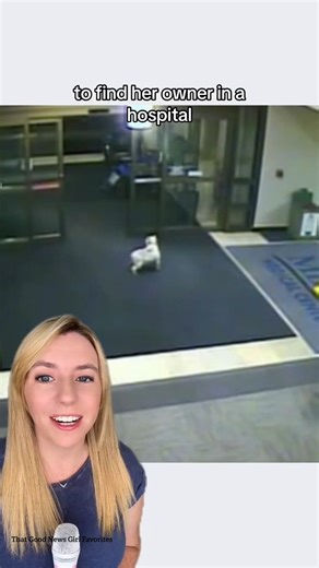 Sissy the miniature schnauzer didn’t know the way – she just knew who she needed. 🐶❤️ While her owner Nancy was recovering in the hospital, Sissy slipped out of the backyard one night and walked 20 blocks to a place she’d never been before. She marched right through the hospital’s automatic doors and tried her best to track Nancy down, even pacing by the elevators until a security guard spotted her. Once staff checked her collar, Nancy’s family brought Sissy upstairs for a surprise reunion. A n