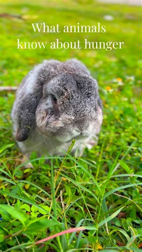 What Rabbits Know About Hunger That Humans Forget 🐰