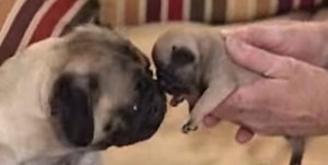 Momma Pug Gives Birth To TEN Puppies!!