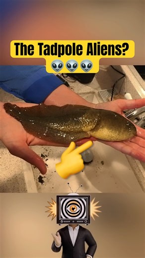 The Tadpole Aliens #shorts #animals #funny #facts