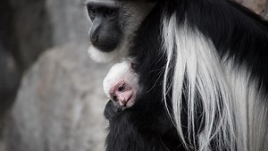 Newborn colobus monkey newest addition to Oregon Zoo