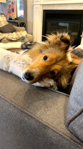 Somebody's watching me!!! Follow & Share on Cricket "the sheltie" Chronicles! #sheltie #doggo #dogsofinstagram #doglover #cricketchronicles #b#biscuittalky | cricket.chronicles