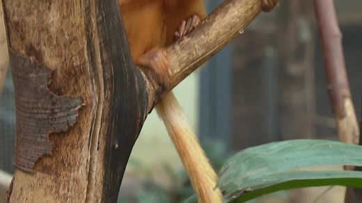 German zoo unveils two recently born golden lion tamarins, a rare species still considered endangered