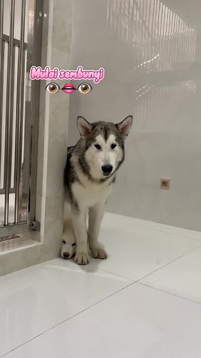 Kai and Kimo Funny Alaskan Malamute Dog Video Compilation
