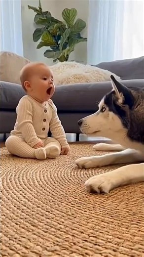 Baby Tries to Howl Like a Husky… And the Husky Answers 😍🐶👶