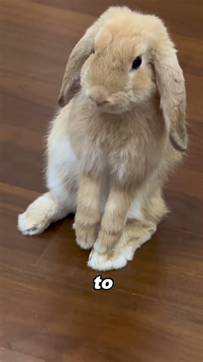 Super cute little bunny #rabbit #rabbitsof#animes #cute #lovely