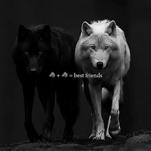 Incredible Wolf Edits Showcase