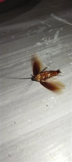 cockroach asmr Satisfying asmr #asmr #viral #trending #shorts #satisfying