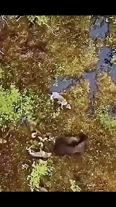 1.3M views · 8.7K reactions | 4 wolves VS Bear  what do you think who can win ? | Explore what's around you | Facebook