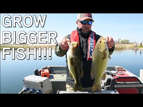 Pond Management | Grow Big Bass In Small Ponds!
