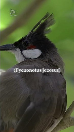 🐦 Red-whiskered Bulbul – Nature’s Songbird