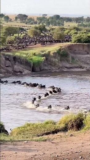 Hufe durch Wasser: Wie tausend Gnus einen Fluss bezwingen