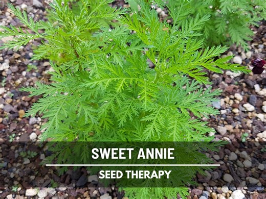 Sweet Annie Herb Seeds – Heirloom Artemisia, Aromatic Foliage for Crafts (50 Seeds) - Etsy