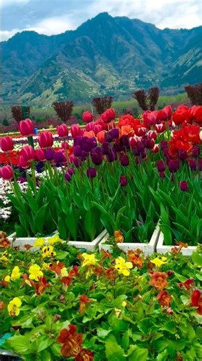 Unseen beauty of tulips 🌷 #flowers #nature #love #travel #beautiful #viral #subscribe