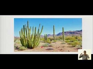 REB | S1 | Biology | Unit 3 | Lesson: Leaf anatomy and Physiology