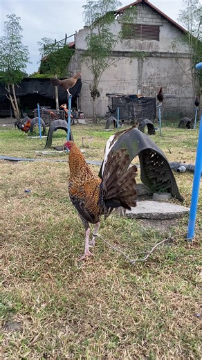 Backyard Chickens: Tips for Successful Breeding