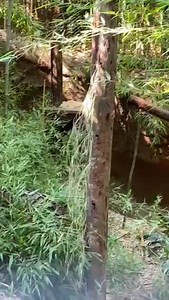 3K views · 221 reactions | Little is known about clouded leopard diet...