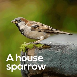 Which birds will you spot during this year's #BigGardenBirdwatch? The excitement is building! Sign up now for your free pack full of tips and advice for counting the wildlife in your garden: http://natu.re/2gwCYwM | RSPB