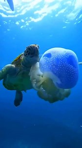 Turtle snacking on a jellyfish | I Love The Ocean