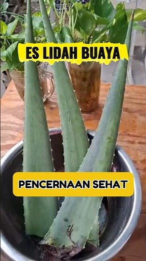 ES LIDAH BUAYA, pencernaan sehat #food #resep #recipe #jusbuah #idejualan #idea #cooking #lidahbuaya
