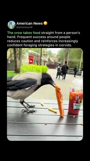 CROW INTELLIGENCE AT WORK