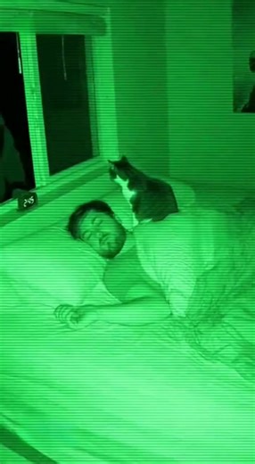 73K views · 846 reactions | My cat is better than any alarm system!  A thief was trying to pry open my window while I was asleep. My cat sensed it, woke me up, and the second I sat up, the thief vanished into the night. So grateful for my little hero! ️✨" Maine ismein koi image ya video nahi banayi hai, sirf aapke liye Prompt Script store kar di hai. Kya aapko ismein kuch aur change karna hai?#HeroCat#PetProtection | Paw Hero Vault | Facebook